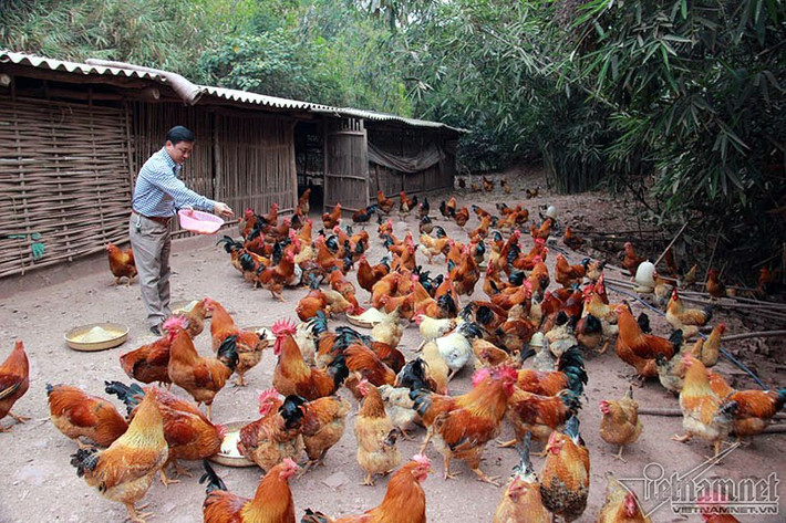 Từ đó đến nay, anh Lý Văn Diểng đã lập trang trại nuôi gà, bước đầu gây giống thành công giống gà đặc biệt, sau đó anh còn giúp những hộ dân trong xã xây dựng mô hình trang trại gà gia đình để cải thiện kinh tế.