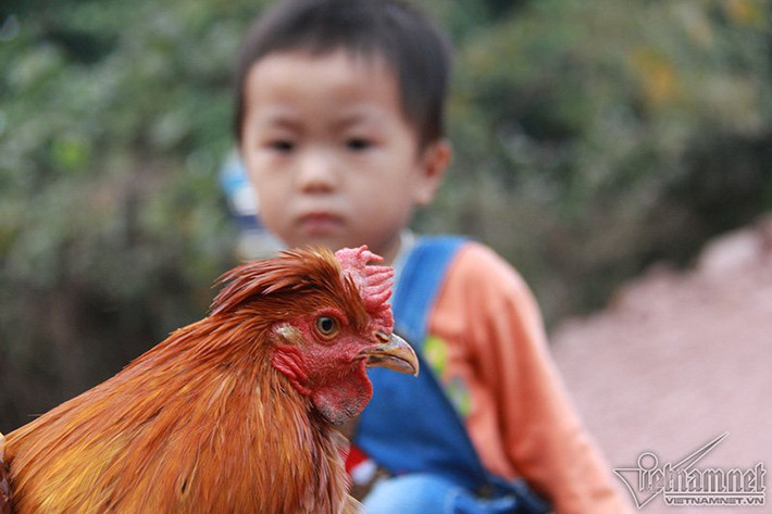 “Cha nuôi” của giống gà Tiên Yên Tới xã Hà Lâu, hỏi anh Lý Văn Diểng thì ai cũng biết. Anh Diểng được coi như “cha nuôi” của giống gà râu lâu đời vì có công nhân giống được loài gà bản địa khó phối giống này.