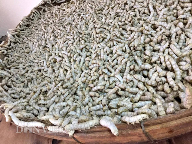 Anh Ngô Xuân Điền (ngụ phường Trà An, quận Bình Thủy, TP.Cần Thơ) cho biết, sau 2 năm mày mò nghiên cứu, anh đã thành công trong việc biến những con côn trùng có trong tự nhiên thành những sản phẩm “độc”.