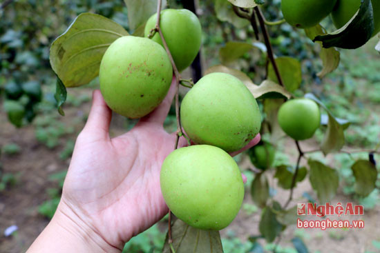 Táo đại được trồng nhiều vùng ở Nghệ An.