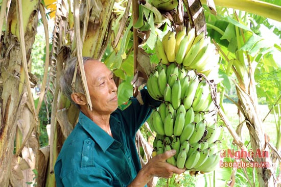 Ông Hoàng Đình Việt thôn 8 xã Khai Sơn (Anh Sơn) có hơn 100 gốc chuối tiêu trong đó có hàng chục gốc chuối cho quả đúng dịp Tết. Ông Việt cho hay: Chuối là loại hoa quả quê không thể thiếu trong dịp Tết do vậy dịp này chuối bán rất được giá. Thương lái thường đến mua tận nơi với giá 150 -200 nghìn đồng/buồng, tùy số lượng nải nhiều hay ít.