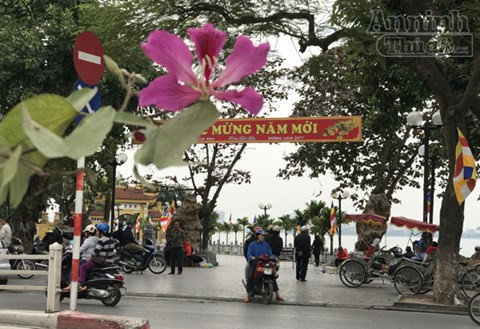 Một nhành hoa ban đung đưa trong gió, trước cửa chùa Trấn Quốc.