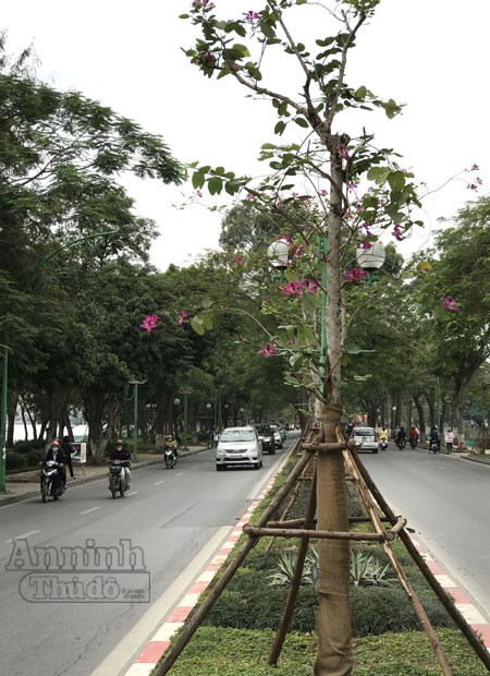Trong ảnh là một dãy hoa ban trên đường Thanh Niên. Rất nhanh thôi, chỉ năm sau, hứa hẹn đây sẽ là nơi giới trẻ Hà thành tìm đến "săn" ảnh.