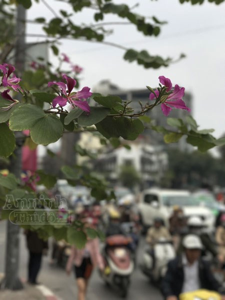 Trong không khí vội vã dịp cuối năm, người xe tấp nập như mắc cửi, bất chợt nhẹ lòng khi gặp cánh hoa ban nở sớm.