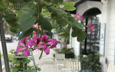 Khác với hoa ban Tây Bắc có cánh trắng muốt, phủ kín những vạt núi sườn đồi mỗi độ xuân về, những cánh hoa ban Hà Nội tím biếc một màu, trở thành điểm nhấn nổi bật trên những con phố đông đúc người xe của Thủ đô.