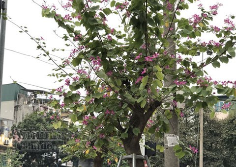 Vẻ đẹp mới lạ cho những góc phố Hà thành.
