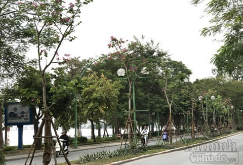 Từ đó, mỗi khi xuân về, hoa ban nở kín triền núi, trai gái vùng Tây Bắc lại rủ nhau đi hội, ca hát, múa xoè và bày tỏ tình yêu đôi lứa.