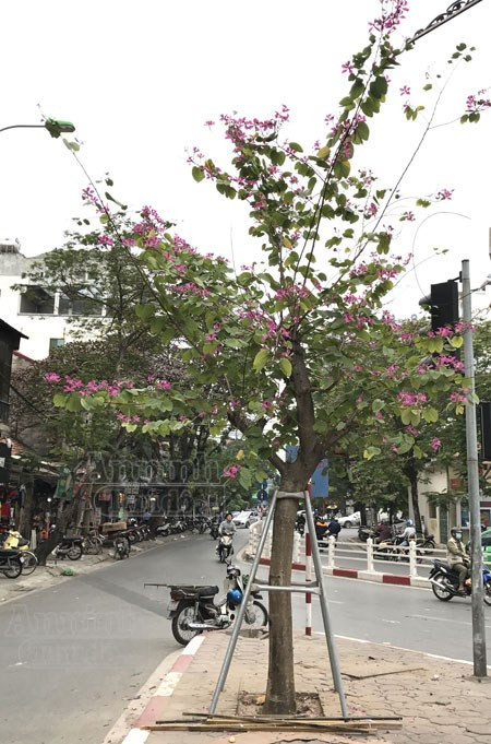 Những cây hoa ban này mới trồng được vài tháng, thân vẫn còn phải đỡ bằng khung sắt, song sức sống thật mãnh liệt, đã kịp đua nhau bung nở, trang điểm cho Hà Nội dịp Tết đến, Xuân về.