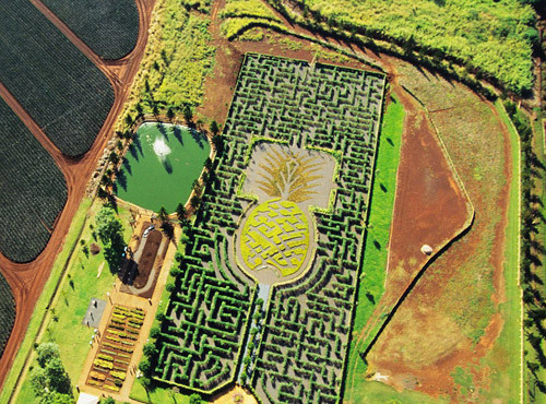 Dole Plantation Pineapple, Hawaii, Mỹ là mê cung có chiều dài hơn 4,5 km được lấy cảm hứng từ hoa quả với 14.000 cây nhiều màu sắc.