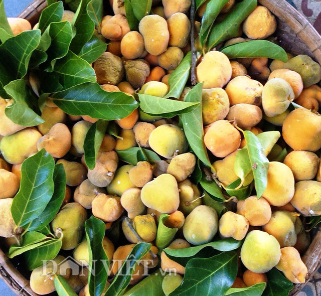 Theo đó, cứ vào khoảng đầu giờ chiều, người dân đi hái rồi mang về để sáng hôm sau mới đem ra chợ bán. Trái chay ở đây khi bán được tính bằng rổ nhỏ, có trọng lượng từ 5-7 kg/rổ, với giá 60.000-70.000 đồng/rổ.