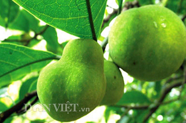 Không phải do bề mặt ngoài nhìn láng mịn như nhung, hay màu vàng ươm khi chín; mà chính vị chua ngọt của phần thịt mới là điểm nhấn để trái chay hấp dẫn nhiều người, nhất là giới trẻ.