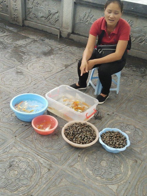Ngay trước các cổng chùa, hay trên các đường ven hồ, đâu đâu cũng bán đồ phóng sinh. Theo người bán hàng chia sẻ, dễ bán nhất là: cá, ốc, lươn, ba ba... Người này cũng thẳng thắn chia sẻ: "Ngày thường thì chỉ bán được vài trăm. Nhưng đến cuối tuần hoặc ngày rằm thì có hôm bán được 5 triệu-7 triệu đồng".
