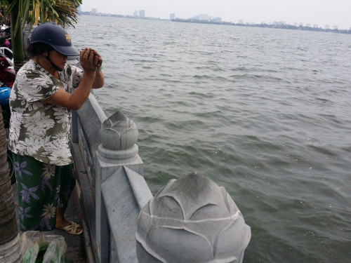Ngoài cá vàng, ốc cũng được nhiều người chọn làm loài vật phóng sinh. Theo những người dân chia sẻ, ốc dễ thích nghi với môi trường và cũng dễ sống.