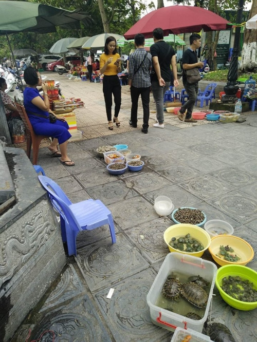 Ngoài cá vàng, ốc, rùa hay ba ba cũng là loài vật được nhiều người chọn mua. Bởi ba ba và rùa dễ thích nghi với môi trường mới, theo tâm linh, tuổi thọ của những loài này cũng cao hơn. Tùy theo điều kiện kinh tế của từng người để lựa chọn lễ vật phù hợp nhất!