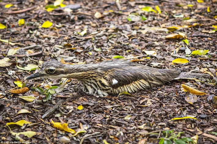 Loài chim Thick-knee bụi rậm ở Australia bảo vệ tổ trên mặt đất của mình bằng tư thế “que củi” để hòa lẫn với môi trường xung quanh.