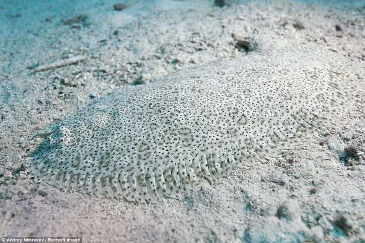 Thật khó để nhận ra con cá bơn Red Sea Moses trên nền cát của biển Ai Cập.