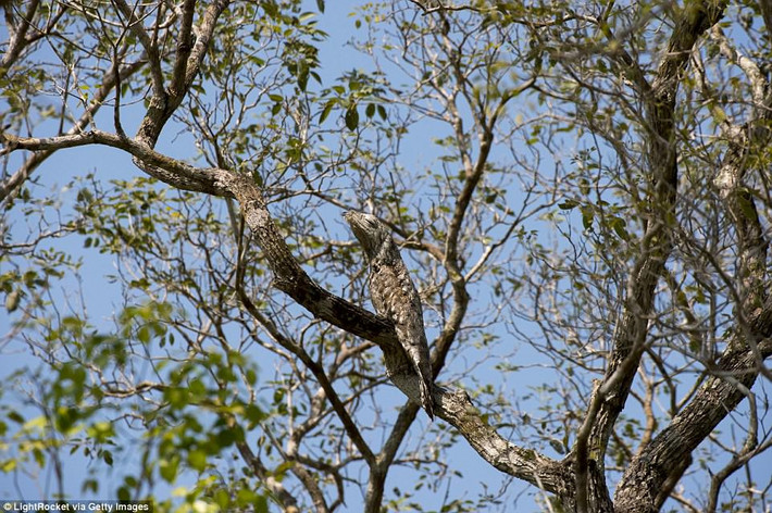 Con chim Potoo đậu trên một cành cây ở Brazil có vẻ ngoài giống thằn lằn và lớp lông trùng màu vỏ cây.