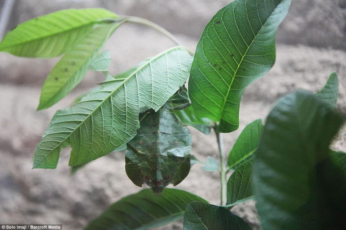 Bọ lá di chuyển khá chậm và sống nhiều ở Đông Nam Á. Chúng sinh tồn dựa trên khả năng hòa lẫn với môi trường để tránh kẻ thù.