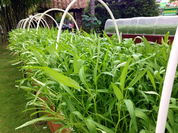 Anh chia sẻ, do trồng trong nhà kính nên việc hạn chế sâu bệnh khá hiệu quả. Anh chỉ sử dụng dung dịch tỏi, ớt ngâm với rượu hoặc dầu Neem để xua đuổi côn trùng theo định kỳ. Ngoài ra, anh dùng phân bón hữu cơ kết hợp với phân tự ủ như phân bò hoai mục, phân cá, phân trùn quế... để bón cho những loại cây trồng theo phương pháp thổ canh.