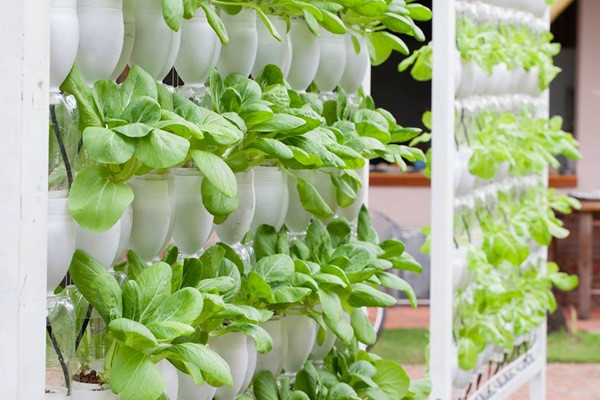 Với diện tích vườn 200m2, anh Vũ chia sẻ, tùy vào từng loại rau củ để anh chọn phương pháp trồng phù hợp. Anh Anh Vũ cho biết, đa phần rau ăn lá anh dùng phương pháp thủy canh. Theo anh, phương pháp này có khá nhiều lợi thế như không tốn nhiều công sức trộn đất, làm đất, bón phân. Rau trồng bằng phương pháp này cũng cho năng suất cao hơn, thời gian gieo trồng đến khi thu hoạch cũng được rút ngắn đáng kể.