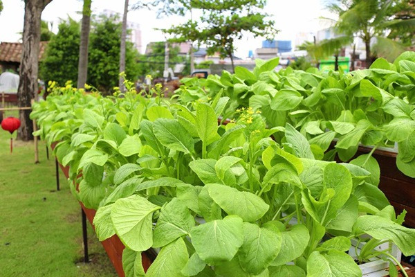 Hiện tại, do đã có 4 năm kinh nghiệm gieo trồng và chăm sóc vườn rau nên anh Vũ khá chủ động trong việc trồng trọt. Anh rất thích trồng các loại rau, củ, quả độc lạ hoặc thử nghiệm các giống mới. Tuy nhiên, anh vẫn dành một khoảng diện tích để trồng các loại rau truyền thống phục vụ cho mâm cơm gia đình như các loại rau cải, rau muống, rau gia vị, các loại cà, đậu...