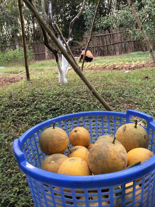 Bạn bè của vợ chồng chị "thích lên đây vô cùng". Mỗi khi cây trái tới mùa thu hoạch, chị thường hái về mang biếu người thân cùng bạn bè. Tết vừa rồi, vườn bưởi diễn nhà chị dành để biếu mọi người.