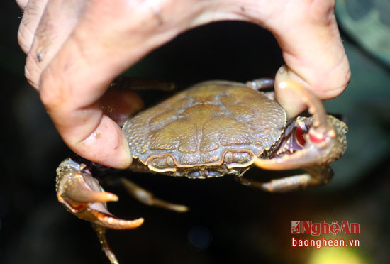 Một chú khé lớn bị tóm.