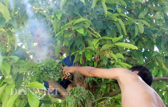 Anh Thịnh xác nhận: "Không ít người kinh nghiệm 2-3 năm đi săn ong, với số lượng đàn ong ruồi, ong mật tìm thấy lên tới 20-40 tổ/người; thu về nhiều chục lít mật... thế nhưng lại không tìm thấy tổ ong rú nào. Riêng bản thân tôi thì may mắn hơn, vì đây là tổ ong rú thứ 2 tìm thấy trong mùa năm nay".