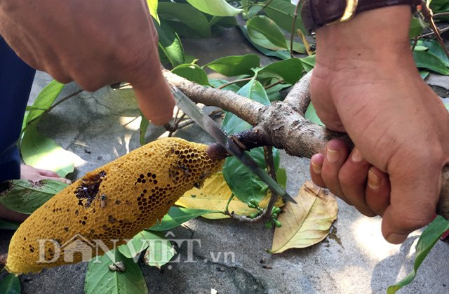 Phần tổ phía trên, nơi chứa mật nhiều nhất.