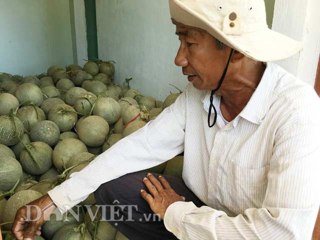 Vì đây là lần đầu tiên trồng giống dưa lưới này; đồng thời để tránh "bỏ trứng vào 1 giỏ" và để đúc kết kinh nghiệm cho vụ năm sau cho nên trên 1ha, ông Việt chia làm 2 khoảnh, với 10 sào/khoảnh để xuống giống vào 2 thời điểm khác nhau, gồm đợt đầu vào gần cuối tháng 3/2016 và đợt 2 vào gần giữa tháng 5/2016.