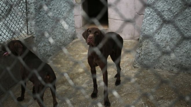Nhà lãnh đạo Kim Jong-un được cho là đã tặng cho sở thú những con chó giống Schnauzer, Poodle, Becgie và một con Chihuahua.