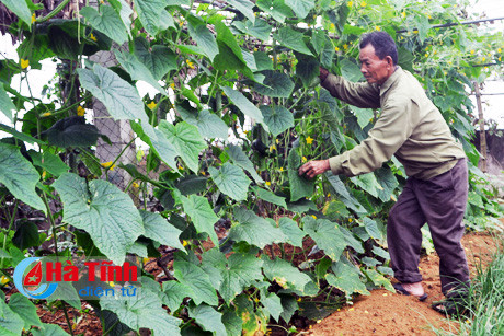 Ông Trần Hữu Chế dù đã cao tuổi vẫn nhiệt tình hưởng ứng phong trào, vườn được xây dựng đúng theo quy hoạch, rau củ trong vườn mang lại cho gia đình một khoản thu nhập khá.
