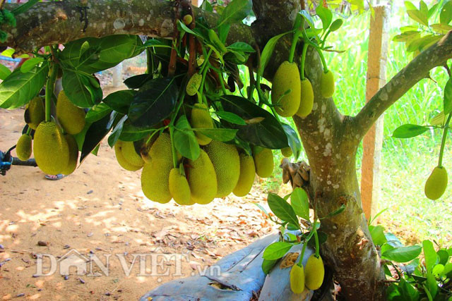 Để cây mít tố nữ phát triển tốt, ông Điệp có chế độ tưới tiêu hợp lý (đảm bảo độ ẩm khi mùa nắng và tránh ngập úng khi mùa mưa) và bón phân theo đúng chu kỳ.