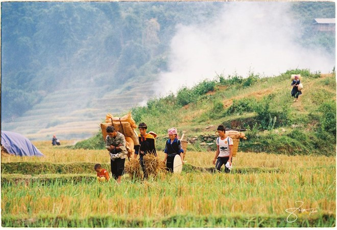 Từ thị xã Văn Chấn, trung tâm của cánh đồng Mường Lò, theo Quốc lộ 32 lên Mù Cang Chải, trước lúc vượt sừng trời (đèo Khau Phạ), Tú Lệ hiện ra với ruộng lúa nếp chín thơm ngào ngạt.