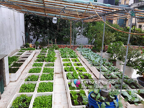 Xuất phát từ niềm đam mê trồng rau sạch, anh Nguyễn Sỹ (30 tuổi- Hà nội) đã cải tạo khu sân thượng và thiết kế không gian vườn quê để nuôi trồng đủ các loại rau quả, động vật. Anh tâm sự: “Từ lâu, mình ước muốn sở hữu một khu vườn sân thượng nhiều sắc xanh. Vì vậy, mình đã dành thời gian nghiên cứu và thiết kế vườn thượng. Thay vì trồng hoa lá cây cỏ, mình đã lên kế hoạch trồng rau xanh phủ kín vừa có rau sạch cho con ăn, vừa tạo không gian đẹp mắt”.