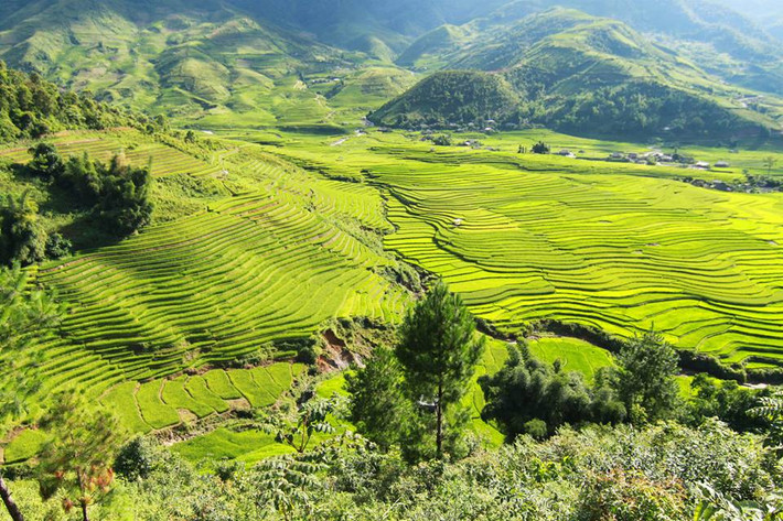 Chỉ trong vài ngày "phượt" ngắn ngủi cùng bạn bè, anh Aloha Nguyen đã ghi lại được hàng trăm bức ảnh đẹp về mùa lúa chín ở Mù Cang Chải.