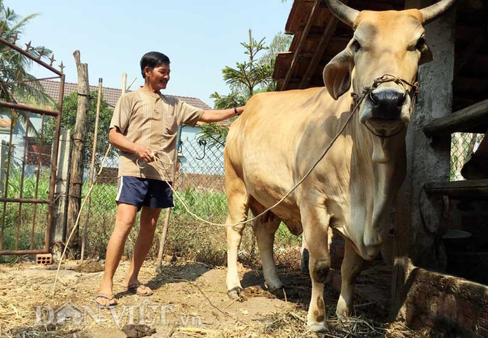 Trong khi đó, con bê lai của ông Phạm Út (45 tuổi, ở thôn Quần Huân, cùng xã) tuy mới được hơn 1 tháng tuổi nhưng đã nặng ước gần 200kg. Xã Phổ An không chỉ nổi tiếng với chuyện "bê nặng gấp đôi bò" mà ông Lê Văn Đính - Chủ tịch Hội Nông dân xã Phổ An còn cho biết thêm: "Hiện tỉ lệ bò lai ở đây chiếm trên 90% tổng đàn, với trên 3200 con và tổng số hộ tham gia nuôi ước chiếm trên 3/5 trong tổng số 3000 hộ trong toàn xã; Phổ An là địa phương có tỉ lệ đàn bò lai và số hộ tham gia nuôi bò lai sinh sản nhiều nhất tỉnh".