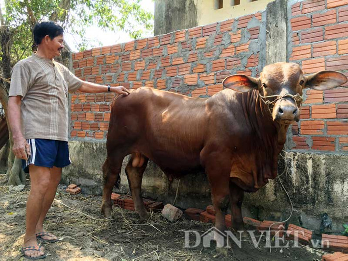Ông Trịnh Đông Chấn (60 tuổi, ở thôn An Thạch, xã Phổ An, huyện Đức Phổ, Quảng Ngãi) - chủ nhân của con bê cho biết: "Con bê lai này do bò mẹ lai được phối với giống bò Mỹ sinh ra vào khoảng tháng 7.2015 vừa qua, với trọng lượng ban đầu khoảng 30 kg. Sau một thời gian nuôi với thức ăn cũng bình thường như những con bò lai khác, như: cháo, cám, cỏ... Cách đây khoảng 1,5 tháng qua kiểm tra thử nó đã trên 300 kg. Còn đến giờ thì phải trên 400 kg".