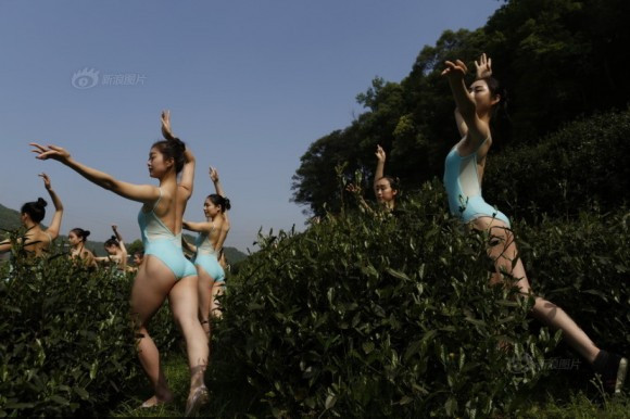 Những hình ảnh các cô gái trẻ diện đồ ballet bó sát, gợi cảm, vừa thực hiện những động tác múa có độ khó cao, vừa hái chè đã bị cộng đồng mạng "ném đá" vì cho là phản cảm.