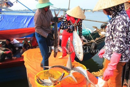 Mỗi kg cá bè vàng có giá trung bình 40.000 đồng. Như vậy anh Tuấn sẽ thu về khoảng 6 tỷ đồng. Ảnh: Ngọc Vũ