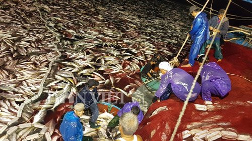 Thuyền viên trên tàu anh Tuần và các tàu khác đã thức và làm việc suốt từ đêm 10.3 đến hôm nay (13.3) để lấy cá đưa vào bờ. Ảnh: Ngư dân Tuấn cung cấp