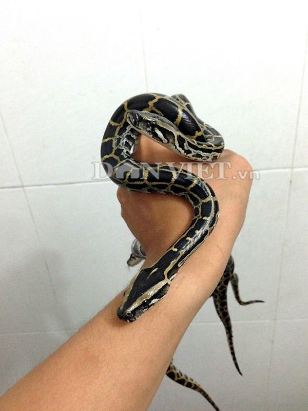 Rắn Burmese Python Baby đang uốn lượn trên tay người có giá bán trên dưới 500.000 đồng/con.