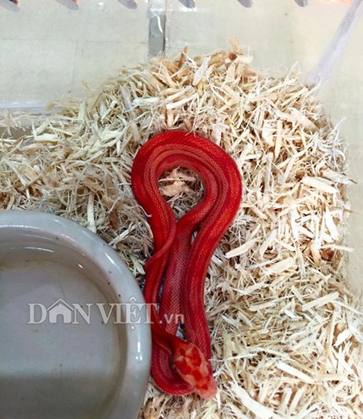 Chú rắn ngô có giá bán trên dưới 1 triệu đồng/con mang màu sắc rực rỡ đang được nhiều khách hàng ưa chuộng.