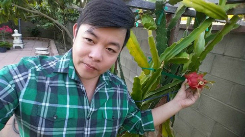 Những quả thanh long đầu tiên bói từ cây trồng trong vườn nhà.