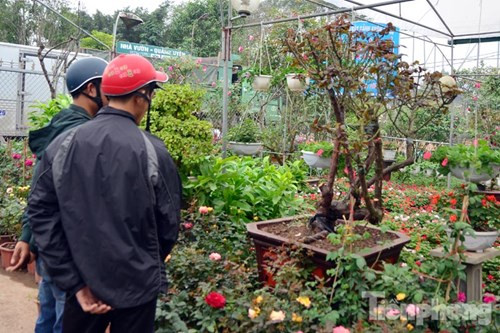 Chính nhờ vẻ đẹp kiêu sa mà loài cây này được coi là một trong những giống hồng đẹp nhất thế giới. Cây mang ý nghĩa tượng trưng cho sự đủ đầy, tình yêu ngọt ngào.
