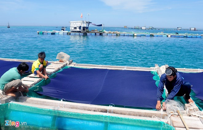 Các ngư dân Lý Sơn che màn chống nắng, gió cho thủy sản. Lồng nuôi tôm hùm, cá bớp... được đặt ở vùng kín gió, cố định bằng các dây thừng vào giữa các thanh gỗ giằng ngang, dọc tránh chao đảo. Đáy lồng cách mặt biển khoảng 6 m, đảm bảo môi trường tự nhiên cho tôm phát triển.