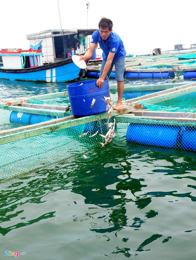 Nguồn thức ăn tươi để nuôi cá bớp ở huyện đảo Lý Sơn dồi dào, mỗi ngày cho ăn một lần. Còn thức ăn cho tôm hùm nơi đây cũng phong phú gồm: sò, cá tạp, cua, ghẹ, cầu gai...