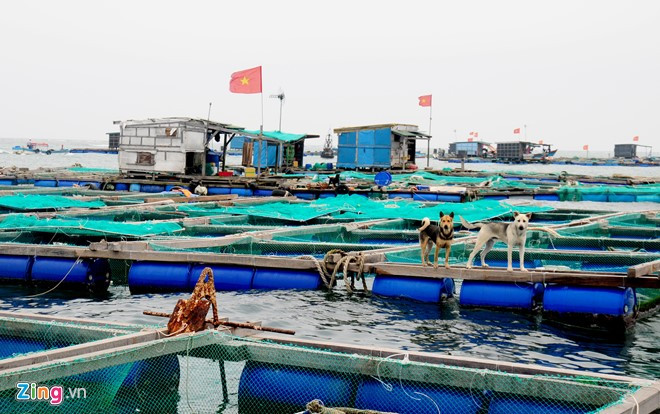 Do các loài thủy sản nuôi trồng có giá trị kinh tế cao nên trên mỗi lồng bè ngoài người bảo vệ còn có chú chó khôn ngoan túc trực suốt ngày đêm chống trộm. Ông Nguyễn Hồng (ngụ xã An Hải, huyện đảo Lý Sơn), vốn đầu tư lồng bè, mua con giống tôm hùm, cá bớp, cá mú… mỗi gia đình phải chi phí ít nhất từ vài trăm triệu đến một tỷ đồng nên cần phải bảo vệ tài sản trên biển suốt ngày đêm.