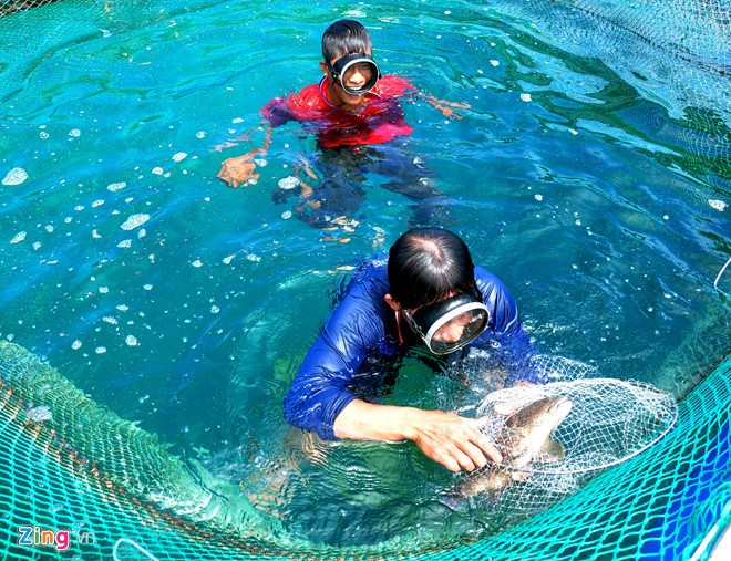 Song hành với con tôm hùm, cá bớp, người dân Lý Sơn còn mở rộng nuôi cá mú có giá trị dinh dưỡng cao để đáp ứng nhu cầu ăn uống cho du khách đến tham quan huyện đảo. Theo người dân địa phương, việc đa dạng hóa các loại thủy sản ở huyện đảo Lý Sơn vừa phòng ngừa rủi ro thua lỗ vừa tạo thu nhập thường xuyên ổn định suốt năm cho mỗi gia đình nuôi nơi đây.