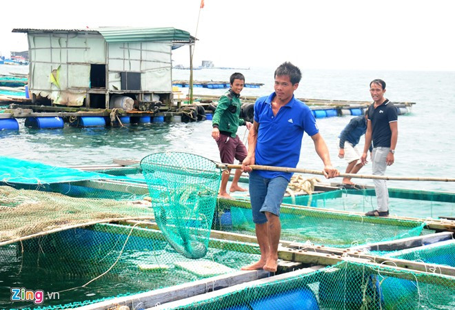 Thu hoạch cá bớp ở huyện đảo Lý Sơn. Mỗi lồng bè bà con ngư dân kết nối 6 thùng phuy nhựa, xốp làm phao nổi kết hợp nhiều thanh gỗ, các loại lưới... Bên trên bè, gia đình anh còn làm một căn nhà nhỏ dùng trông nom bảo vệ và chứa thức ăn hàng ngày cho tôm hùm, cá bớp.